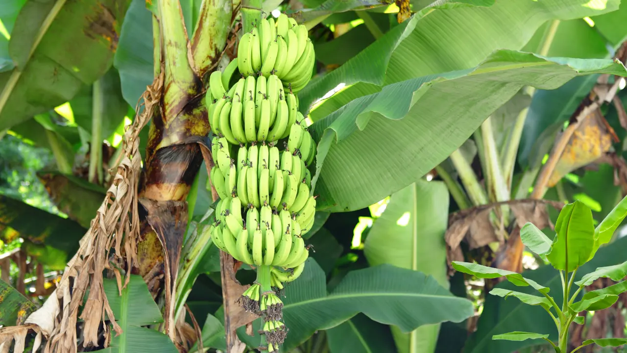 Best Banana Trees to Grow in Florida: Top Choices & Care 2 Best Banana Trees to Grow in Florida: Top Choices & Care