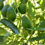 Best Avocado Varieties for Florida Gardens