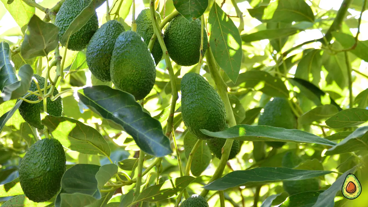 Best Avocado Varieties for Florida Gardens