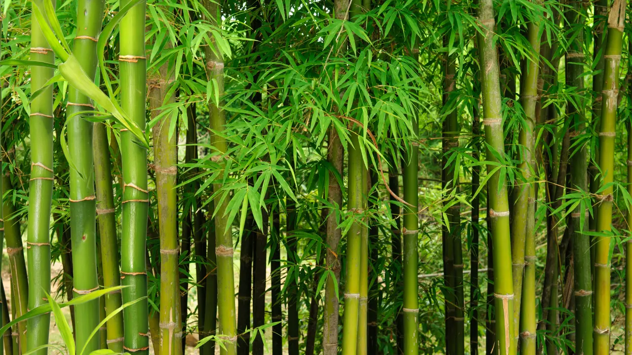 Best Bamboo to Grow in Florida: Your Ultimate Guide