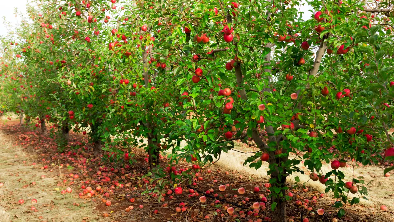 Best Apples to Cultivate in Florida for Bountiful Harvests