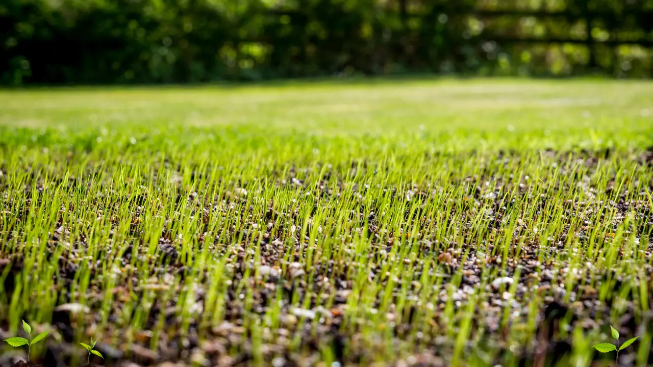 What Grass Seed Grows Best in Florida's Sunshine?
