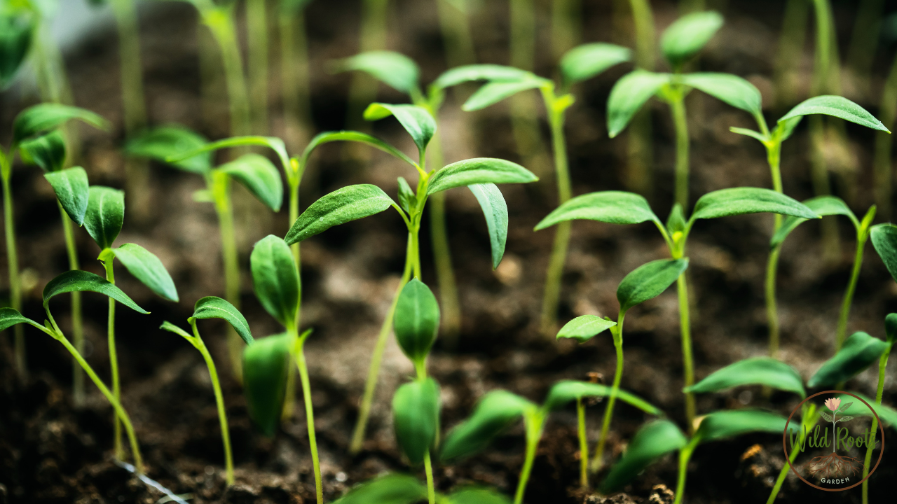 Plants That Grow Best in North Florida 8 Plants That Grow