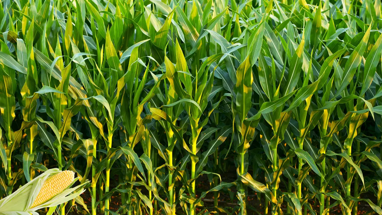Best Corn Varieties to Cultivate Successfully in Florida