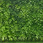 The Best Fast Growing Hedge for Privacy in Florida