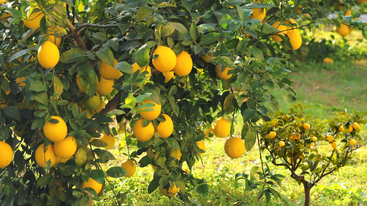 Best Citrus Trees for Florida Gardens and Sunshine