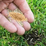 Best Fast Growing Grass Seed for Florida Lawns