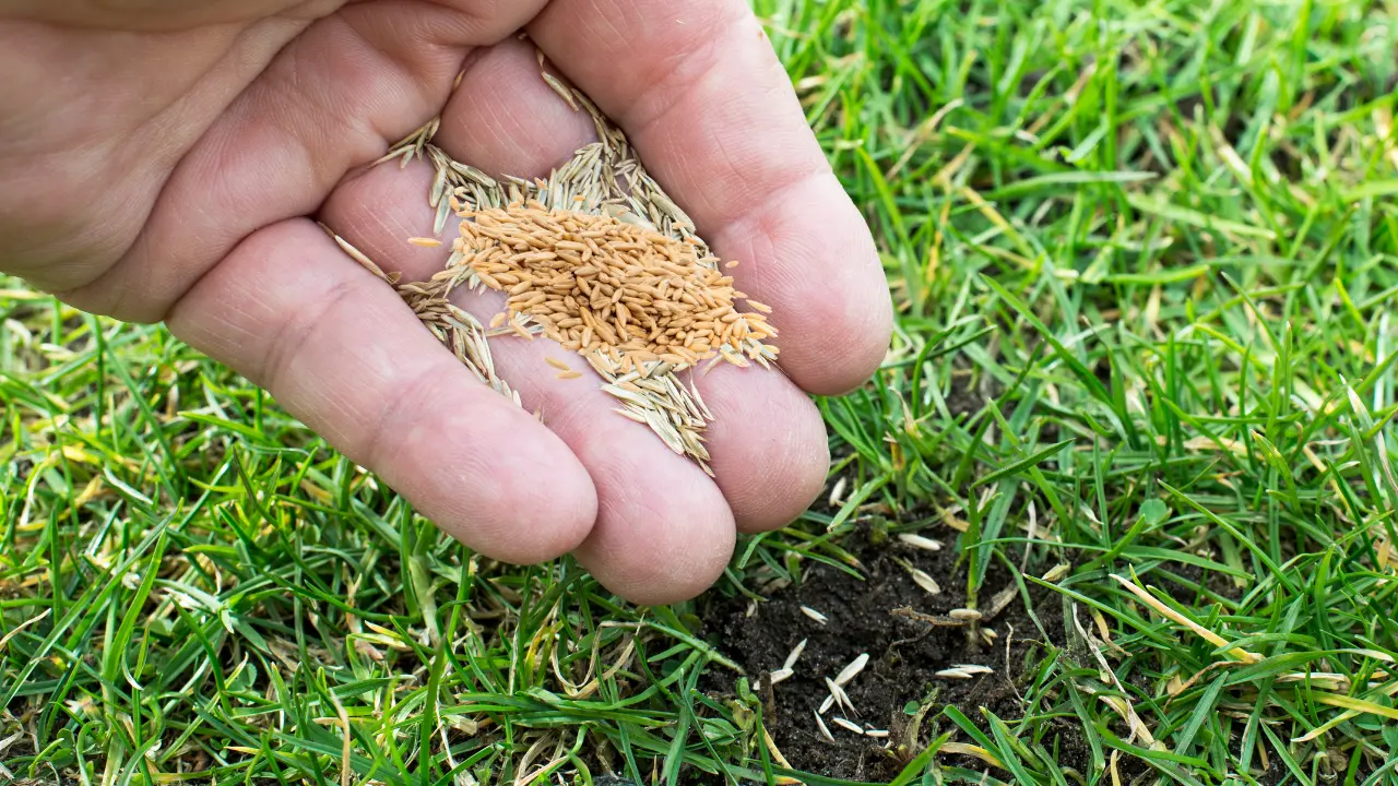 Best Fast Growing Grass Seed for Florida Lawns 2 Best Fast Growing Grass Seed for Florida Lawns