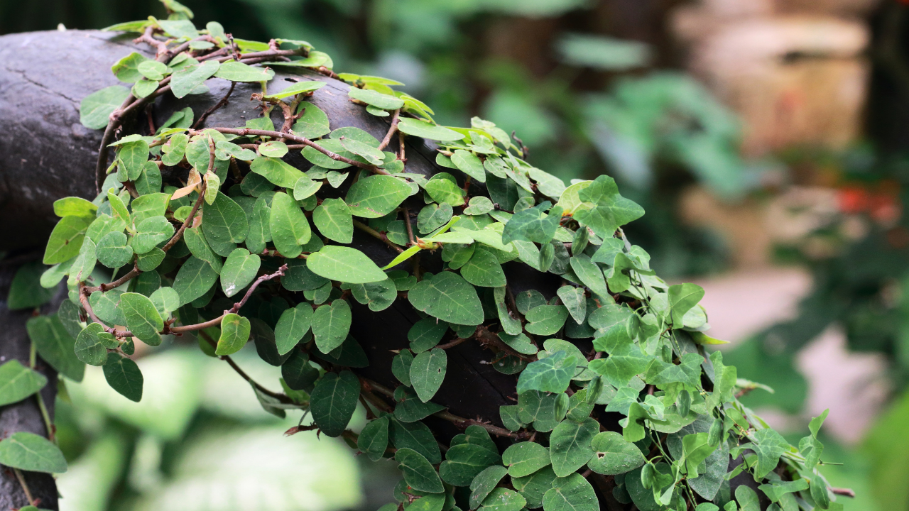 Best Climbing Plants for Florida