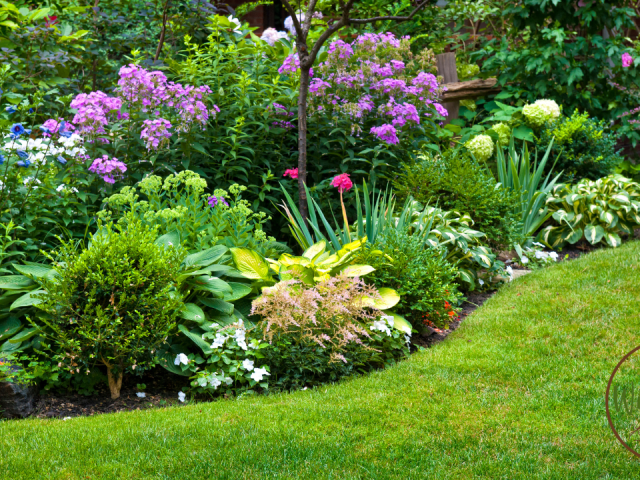 Best Border Plants for Florida: Top Picks for Vibrant Gardens