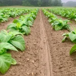 Best Crops to Grow in South Florida for a Thriving Garden