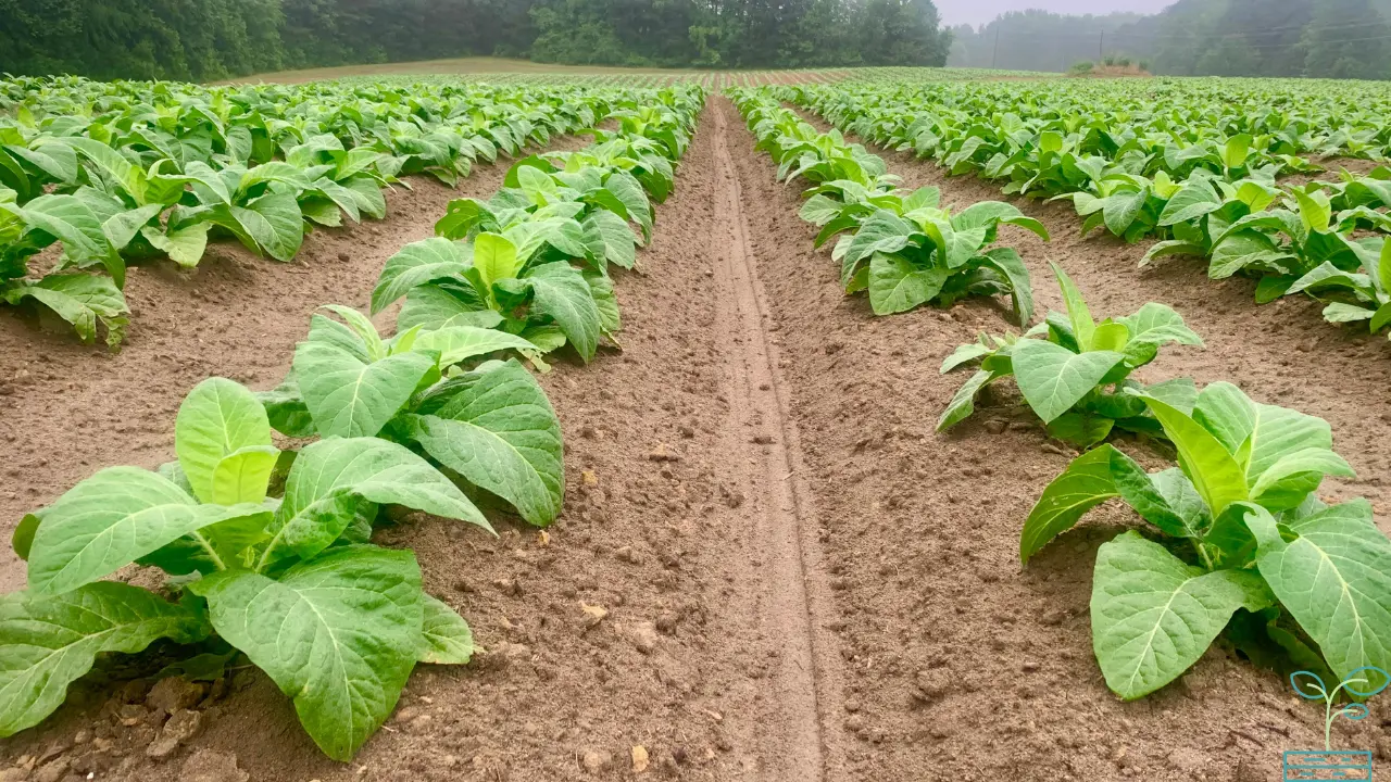 Best Crops to Grow in South Florida for a Thriving Garden