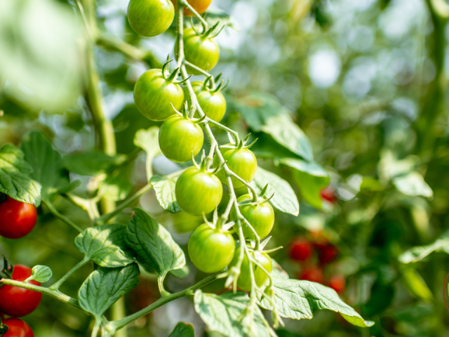 Best Cherry Tomatoes to Grow in Florida: Top Heat-Tolerant Picks!