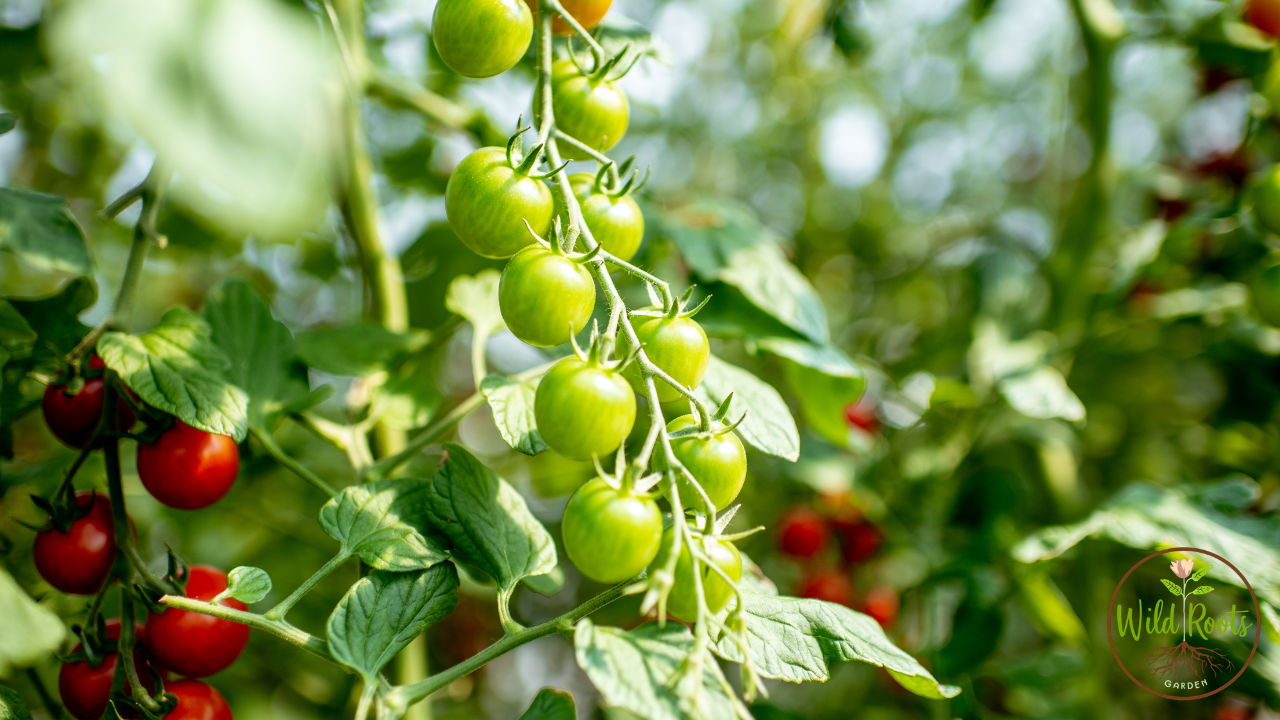 Best Cherry Tomatoes to Grow in Florida: Top Heat-Tolerant Picks!