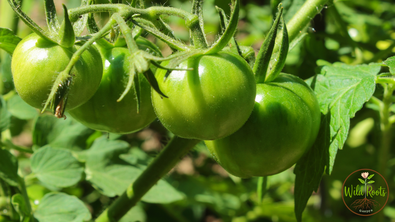 Best Cherry Tomatoes to Grow in Florida: Top Heat-Tolerant Picks!