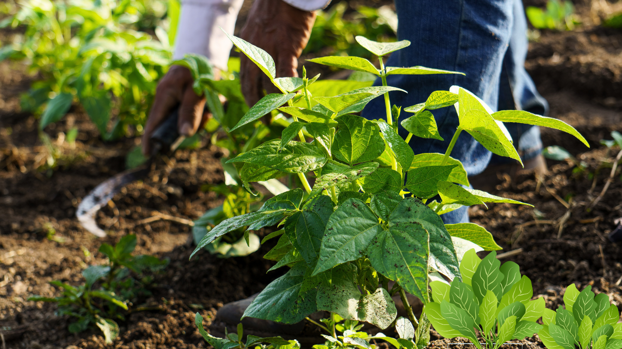 Best Vegetables to Plant in Fall in Florida