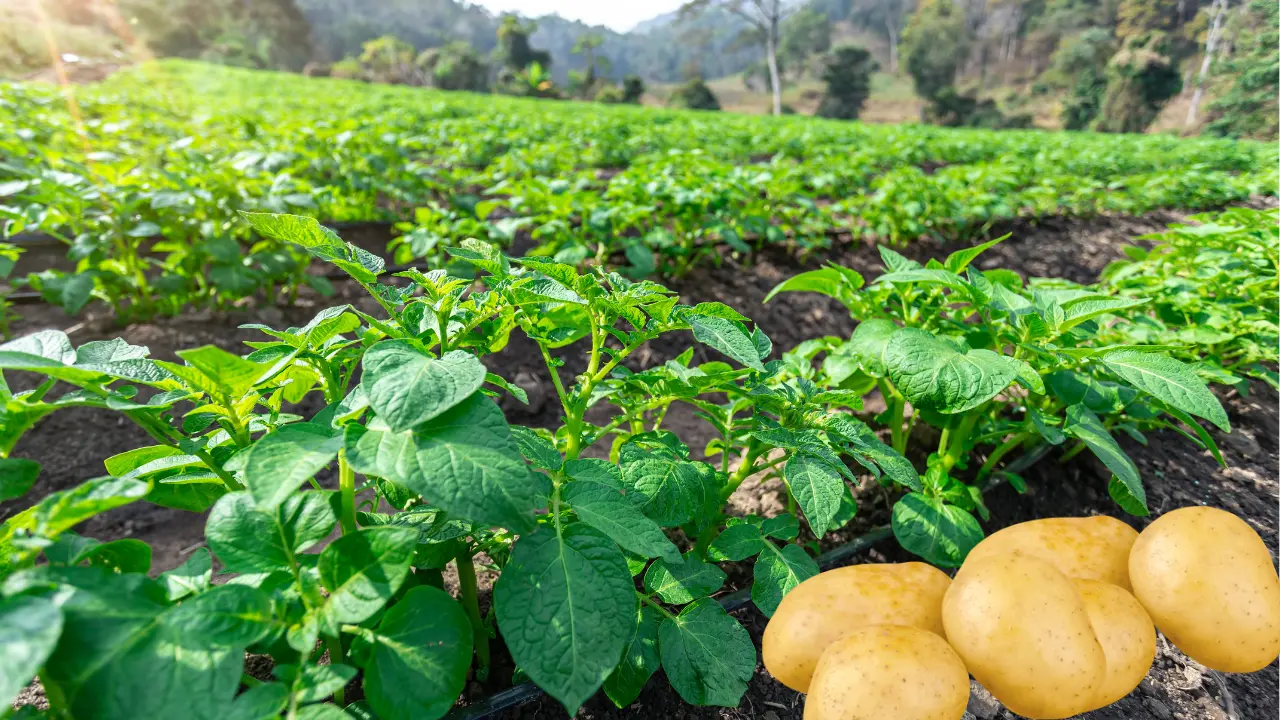 Best Potatoes to Cultivate in Florida for Bountiful Harvests
