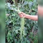 best beans to grow in florida