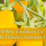 best cherry tomatoes to grow in florida