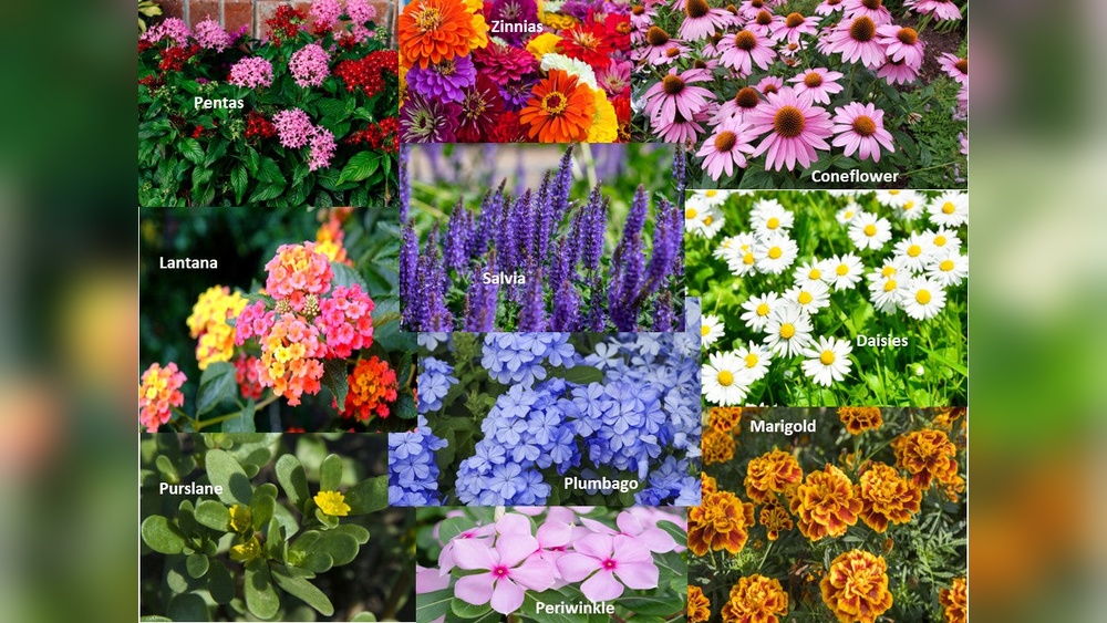 best flowering plants for