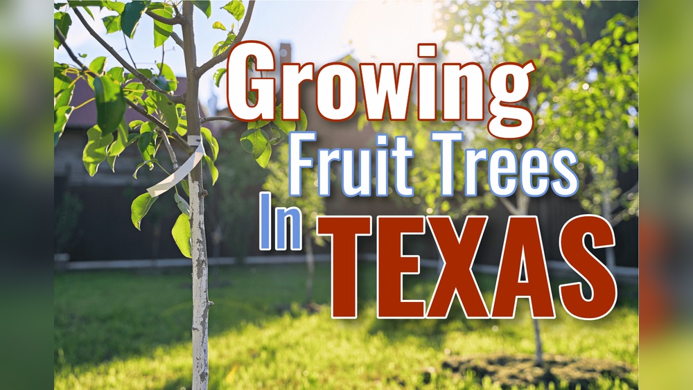 Best Fruit Tree to Plant in Texas: Top Choices for Thriving Yields