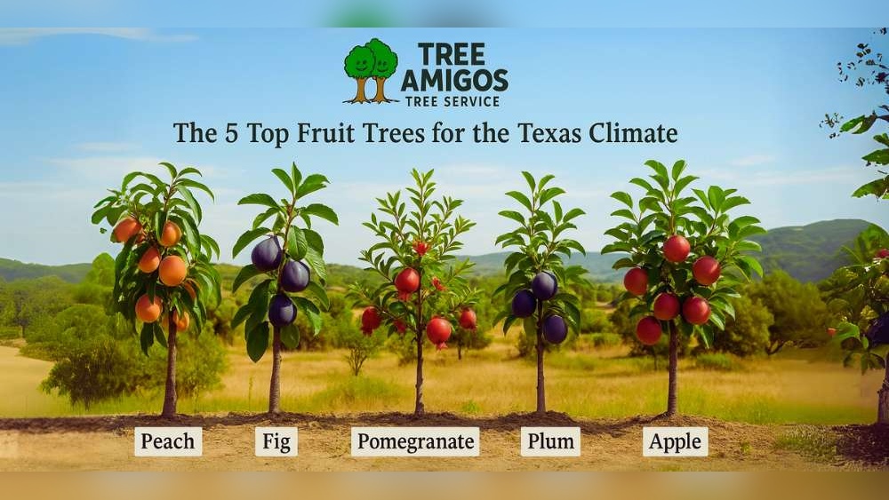 Best Fruit Trees to Plant in Texas: Top Picks for Thriving Gardens