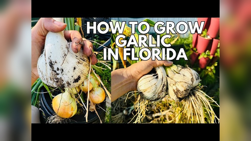 Best Garlic to Grow in Florida: Top Varieties for Success