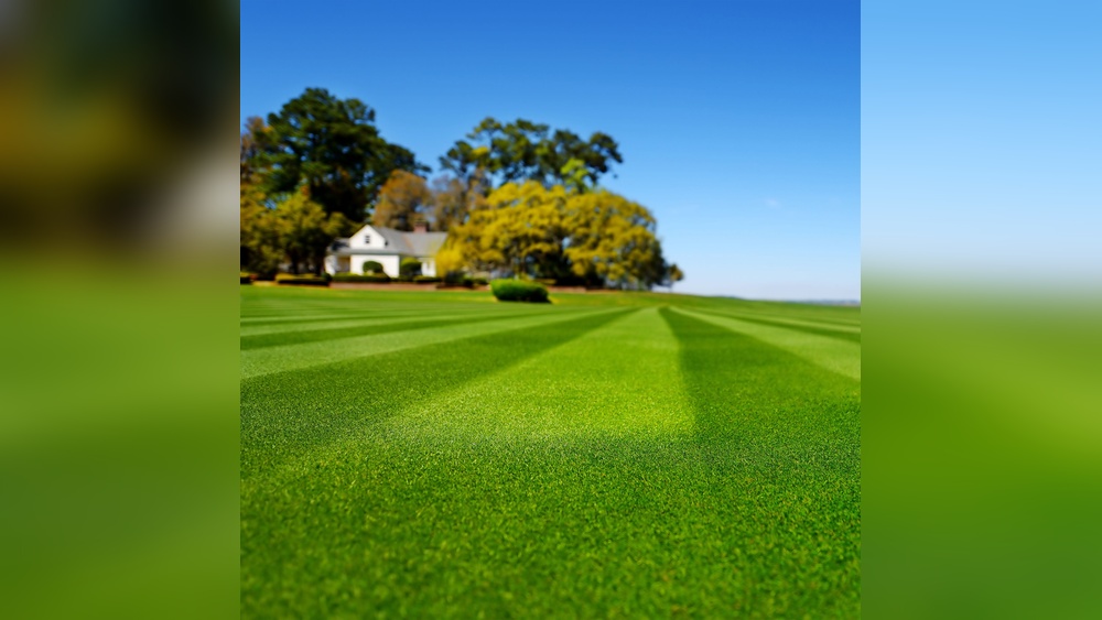 Best Grass Seed to Grow in Florida: Top Choices for Lush Lawns