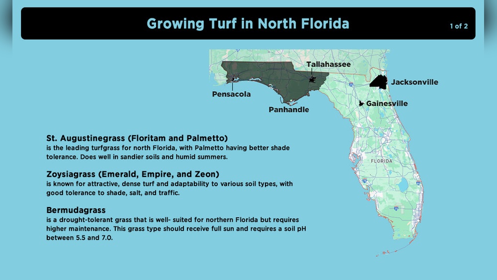 best grass to grow in north florida