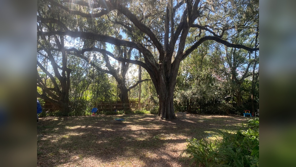 Best Grass to Grow under Oak Trees in Florida: Top Shade-Tolerant Picks