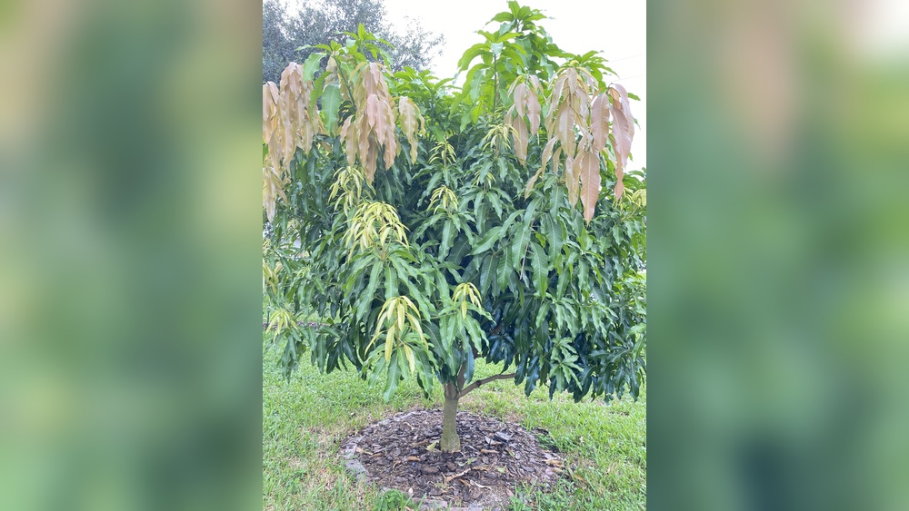 Best Mango to Grow in Central Florida: Top Varieties for Success