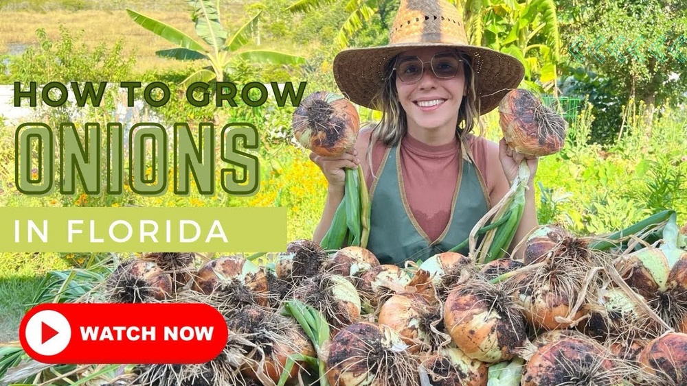 Best Onions to Grow in Florida: Top Varieties for Success