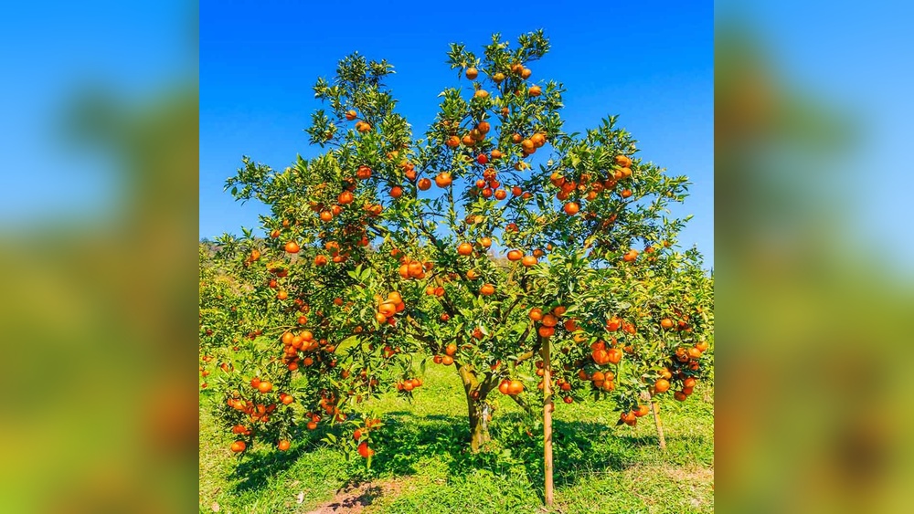 best orange tree to grow in south florida