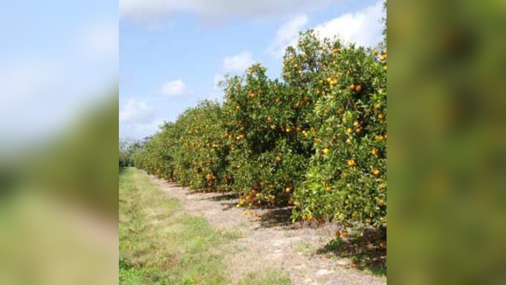 best oranges to grow in florida