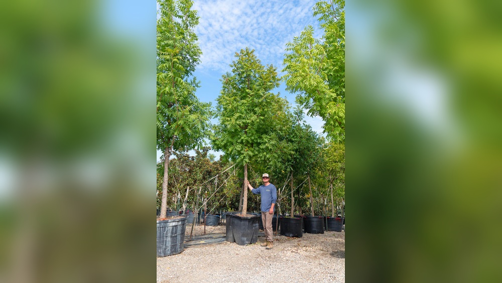 Best Trees to Plant in Texas: Top Hardy & Beautiful Picks