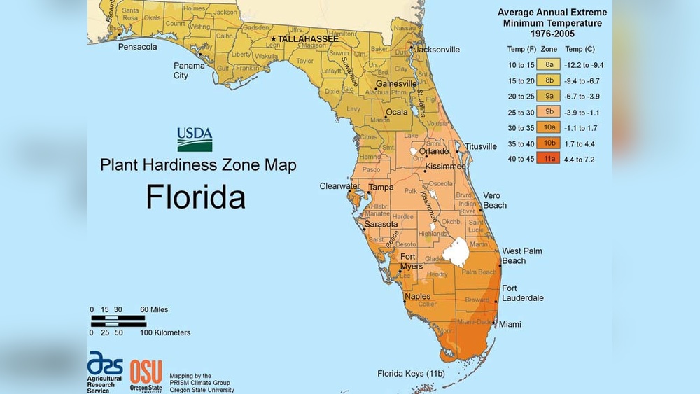 Shrubs And Plants for Zone 10 Coastline Florida: Top Coastal Picks