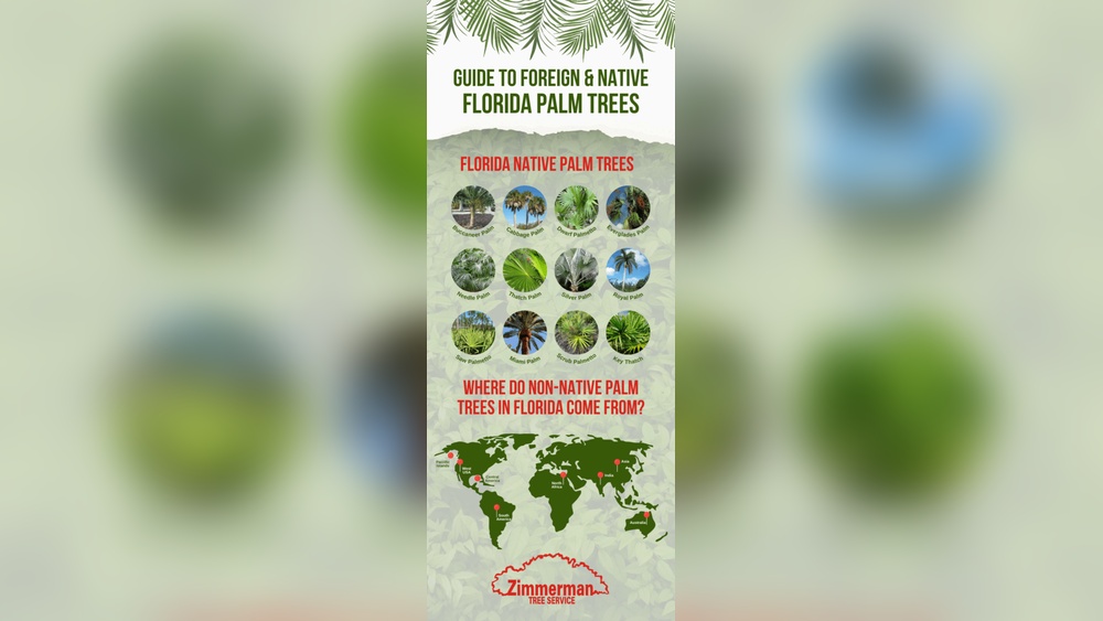 Types of Palm Plants in Florida: Ultimate Guide to Top Varieties