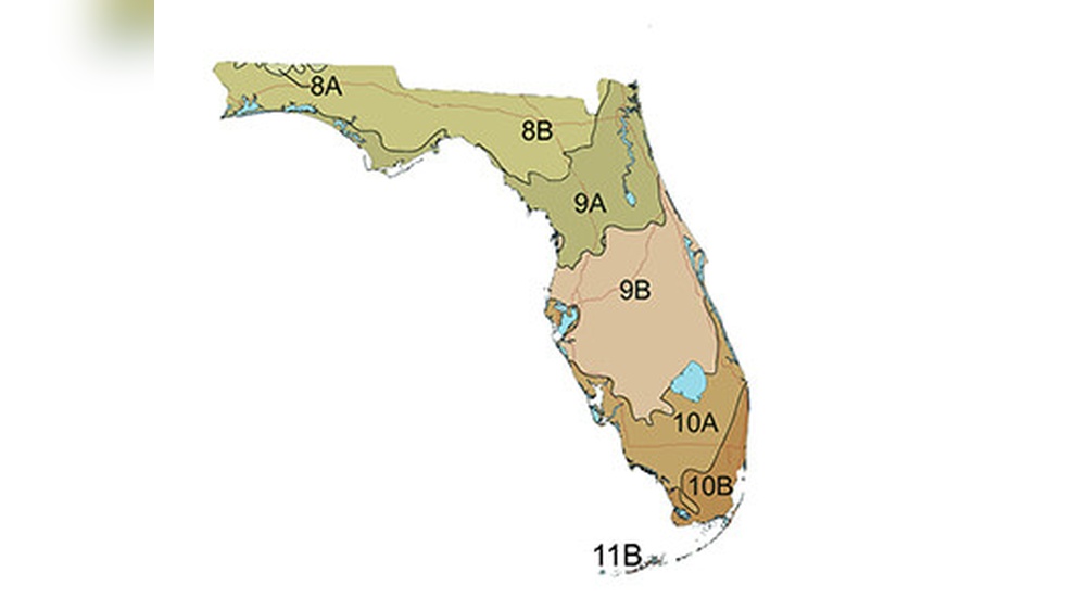 What Zone is Florida for Plants: Ultimate Guide to Growing Success