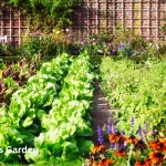 The 10 Best Garden Vegetables to Grow in Florida