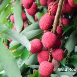 The 10 Best Fruits to Grow in South Florida