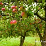 The 10 Best Fruit Trees to Grow in Southwest Florida