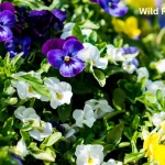 The 10 Best Flowers for Florida Summer Gardens