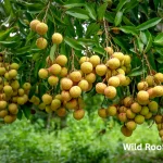 Best Fruit Trees for Your Orlando Florida Garden