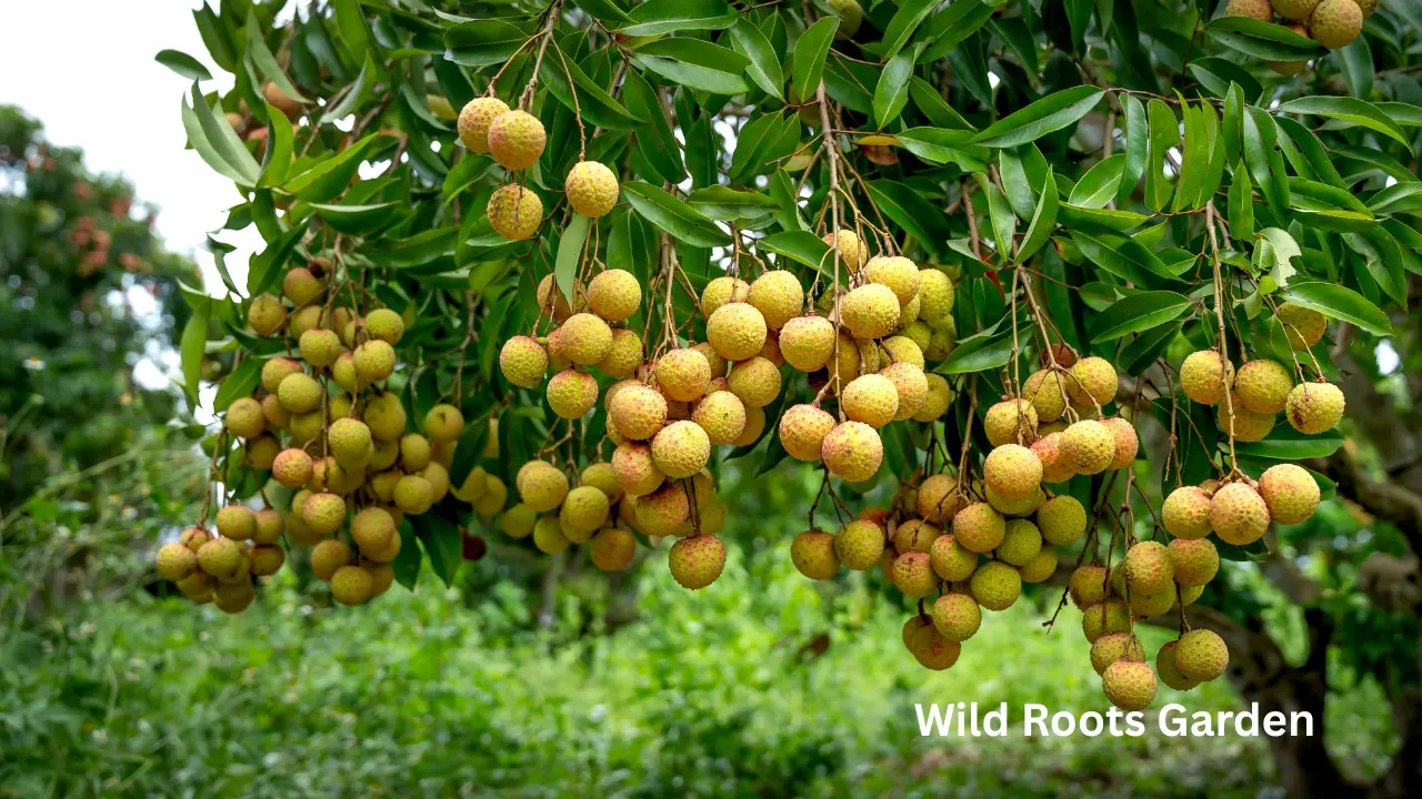 Best Fruit Trees for Your Orlando Florida Garden