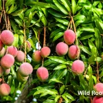 Best Fruit Trees to Grow in Northwest Florida