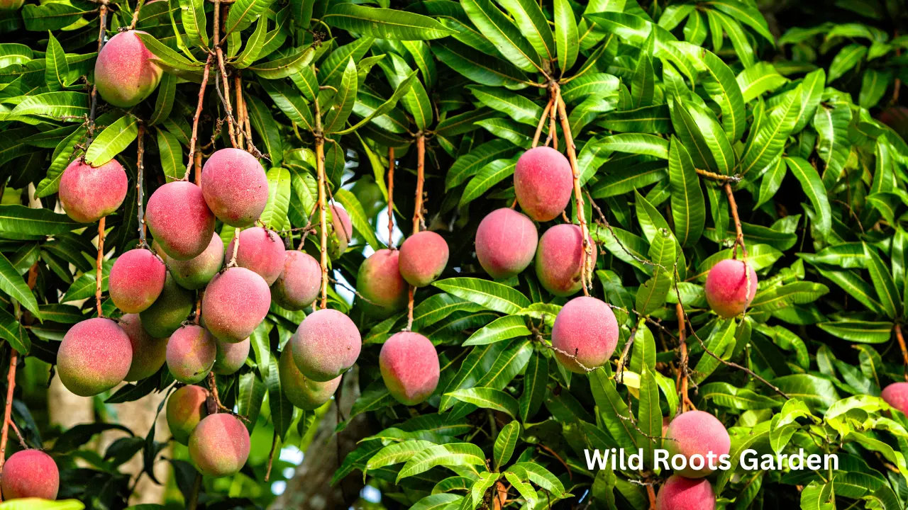 Best Fruit Trees to Grow in Northwest Florida