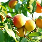 Best Fruit Tree Choices for Your North Florida Garden