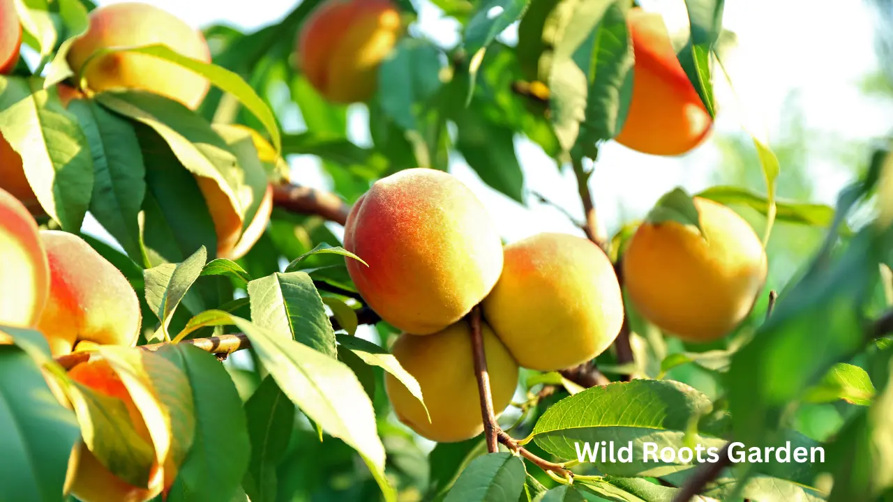 Best Fruit Tree Choices for Your North Florida Garden