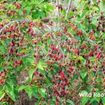 Best Fruit Trees for the Florida Panhandle's Sunshine