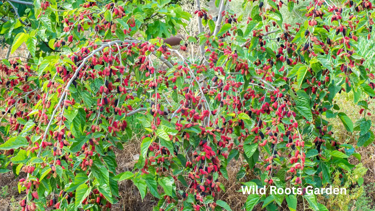 Best Fruit Trees for the Florida Panhandle's Sunshine 2 Best Fruit Trees for the Florida Panhandle's Sunshine